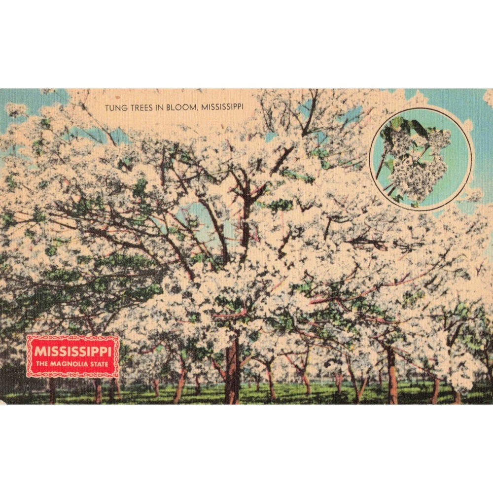 Vintage Mississippi Tung Trees In Bloom Pearl River County Linen Postcard 6451